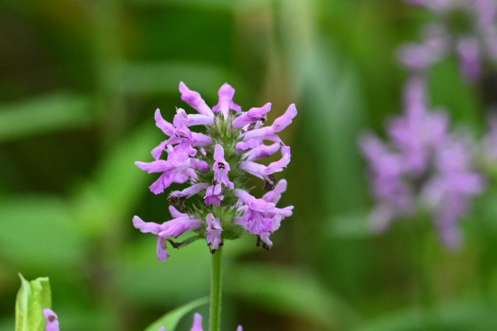 2025-07059402 River Bend Farm, MA.JPG - Betony (Stachys officinalis). River Bend Farm, MA, 7-5-2025